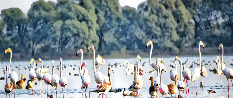 India added two more wetland into Ramsar List of Wetlands of International Importance